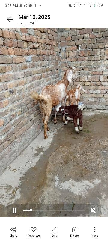 Bakri Aur Do bacche fore Sel 3