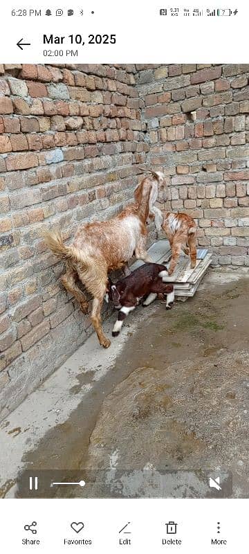 Bakri Aur Do bacche fore Sel 4