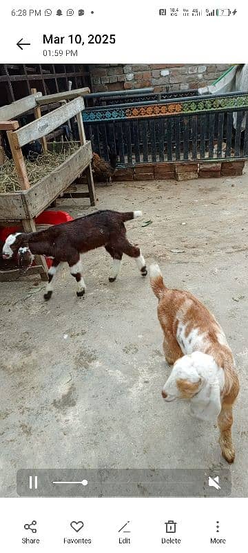 Bakri Aur Do bacche fore Sel 5