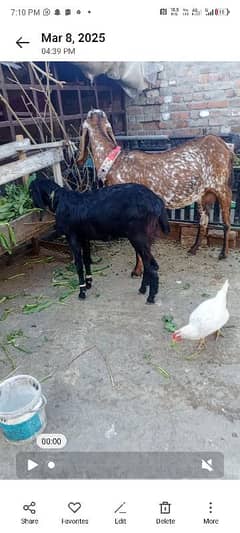 Makkhi Ji Ne Bakri for sale