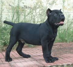 IMPORTED CANE CORSO PUPPY AVAILABLE FOR SALE