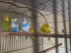 budgie's