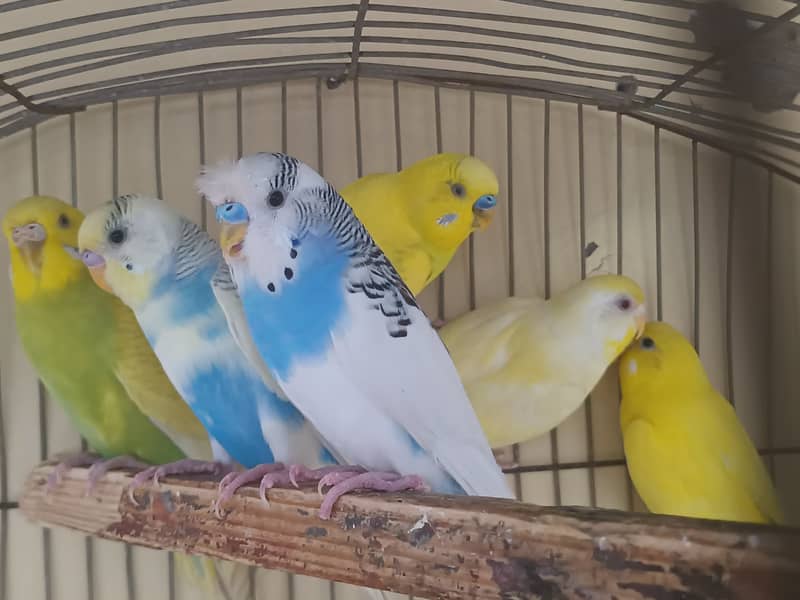 budgie's 3