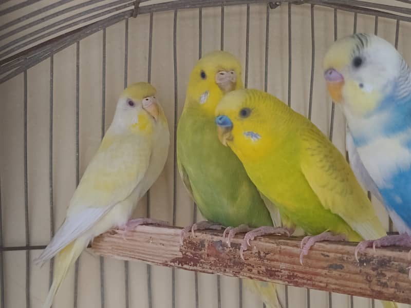 budgie's 4