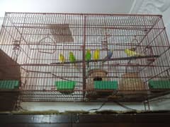 7 budgies with cage 2by4