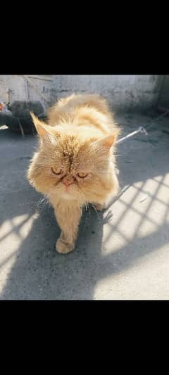 punch face Persian cat 3489455465