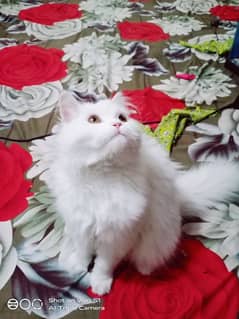 Persian, Cat ,Cats ,Percian Cat