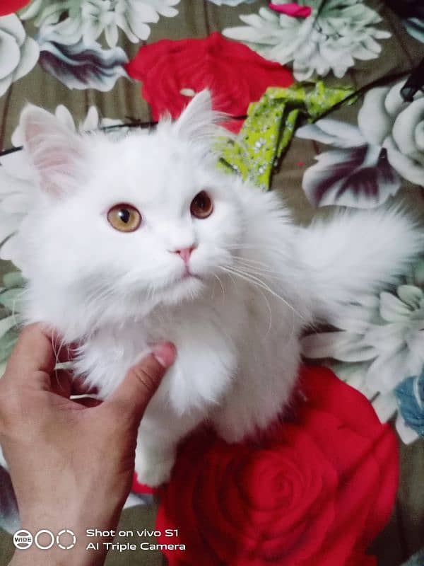 Persian, Cat ,Cats ,Percian Cat 2