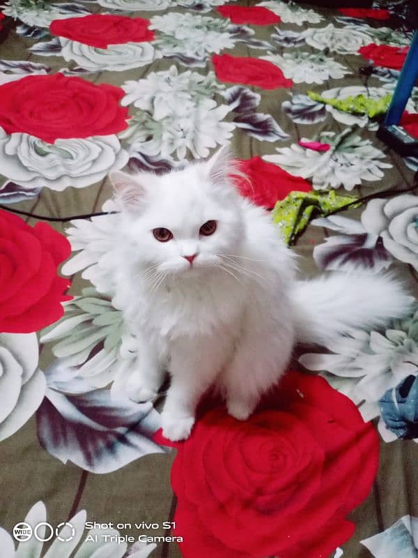 Persian, Cat ,Cats ,Percian Cat 4