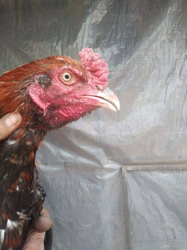 aseel hens pair for sale 4