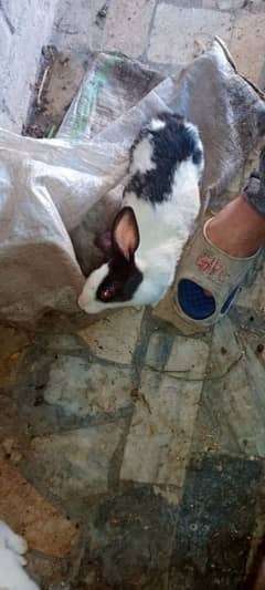 breeder female rabbit with two babies