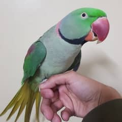 Raw Parrot Handtame