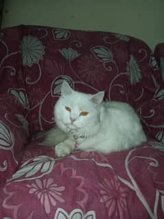 Persian cat for sale