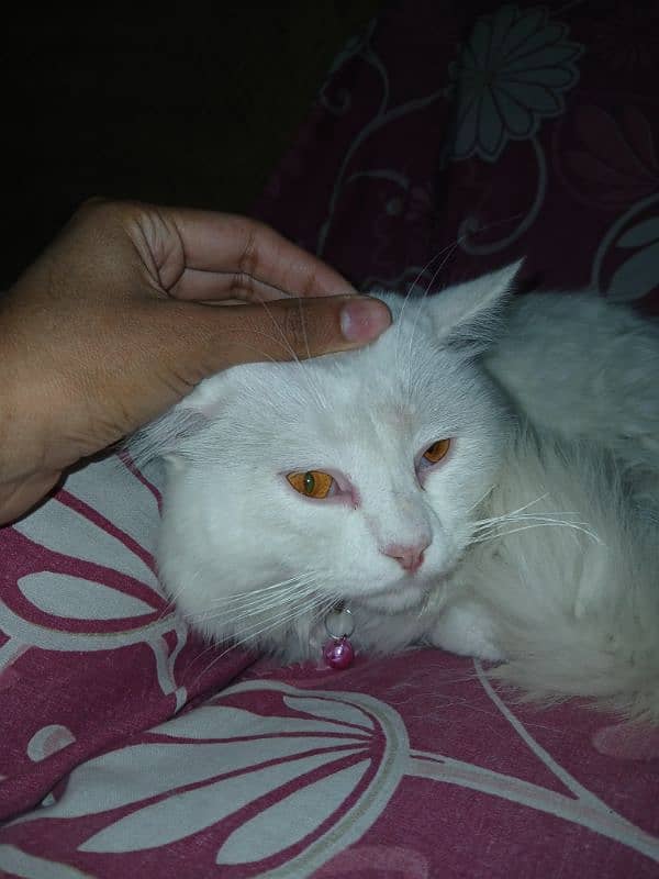 Persian cat for sale 1