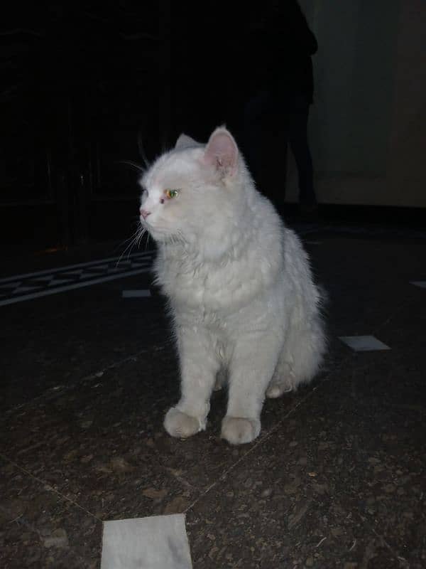 Persian cat for sale 2