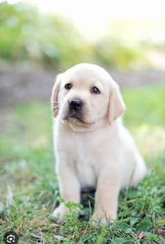 Labrador fawn colour