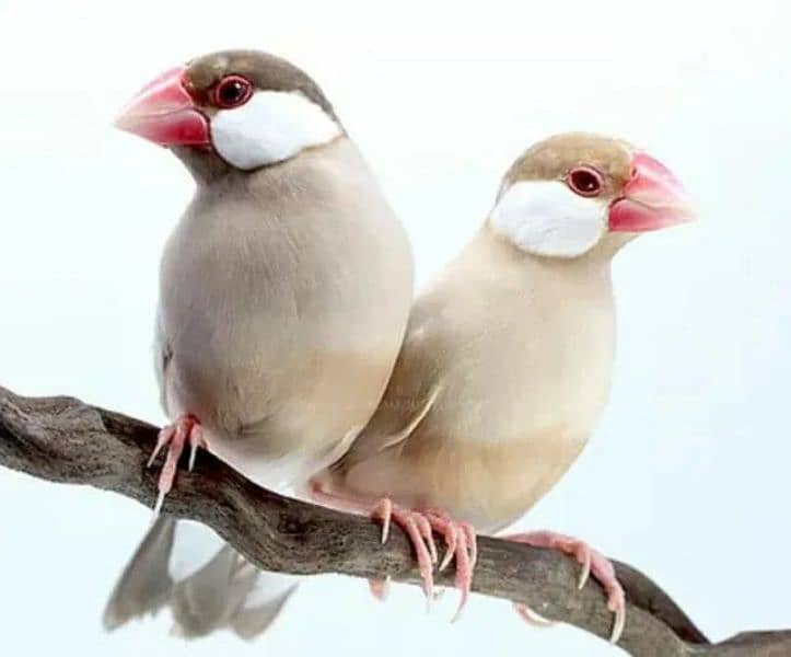 Albino, Parblue lovebirds,Java sprow, Gray, Black, Silver, White, Fawn 3