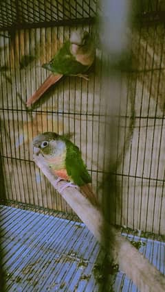 pineapple conure pair best price sale