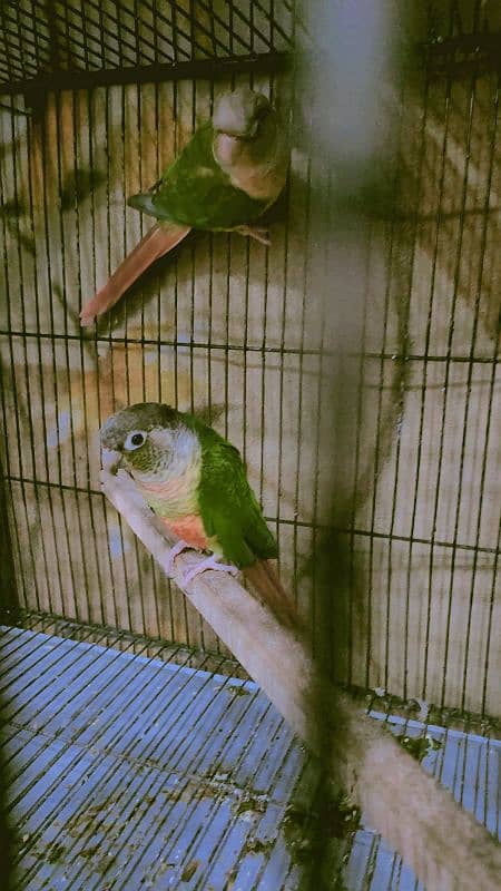 pineapple conure pair best price sale 0