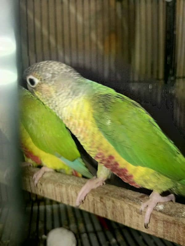 pineapple conure pair best price sale 1