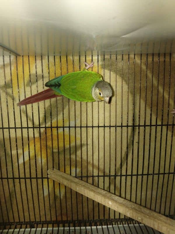 pineapple conure pair best price sale 4