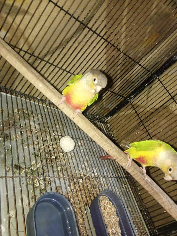 pineapple conure pair best price sale 5