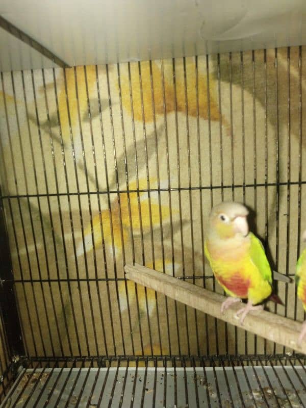 pineapple conure pair best price sale 6