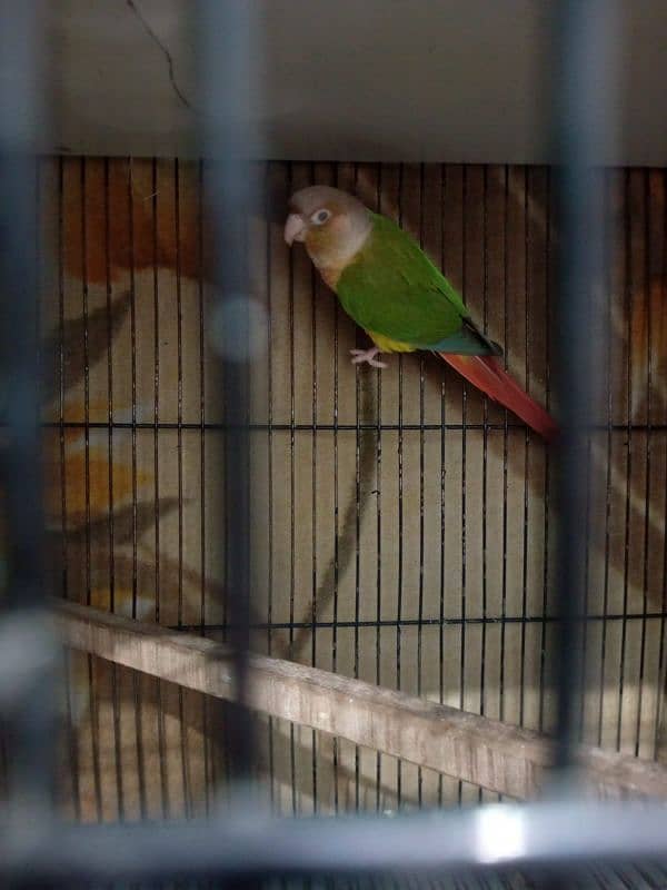 pineapple conure pair best price sale 8