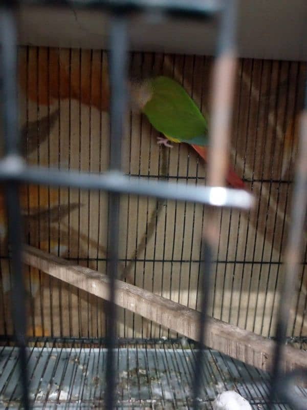 pineapple conure pair best price sale 9