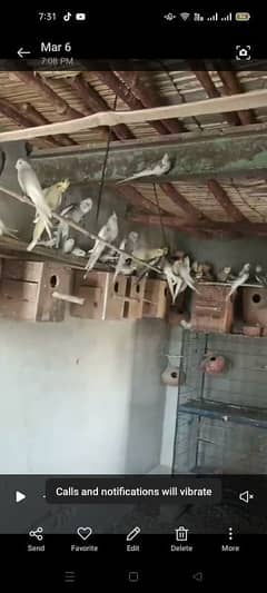 80 parrot for sale 4000 pair