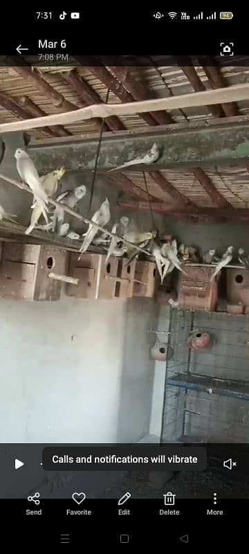 80 parrot for sale 4000 pair 0