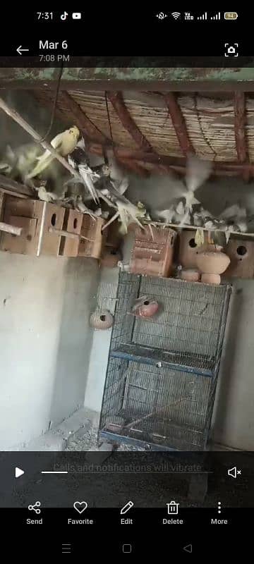 80 parrot for sale 4000 pair 3