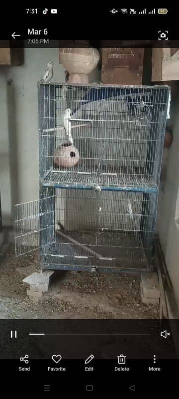 80 parrot for sale 4000 pair 4