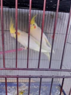 cocktail pair breeder 03047417469