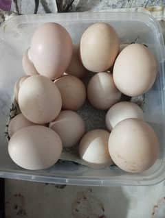 Aseel Fertile Eggs