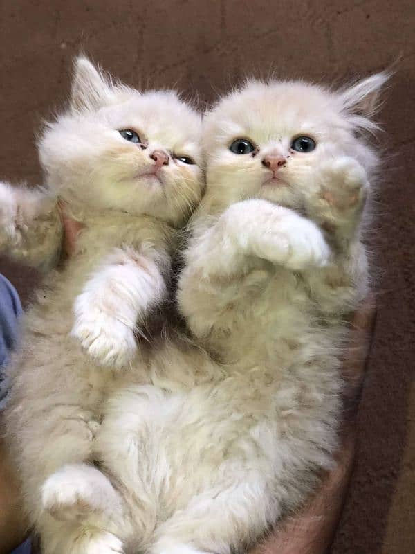 persian kittens for sale 0