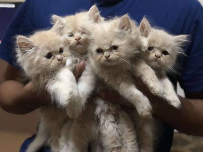 persian kittens for sale 1