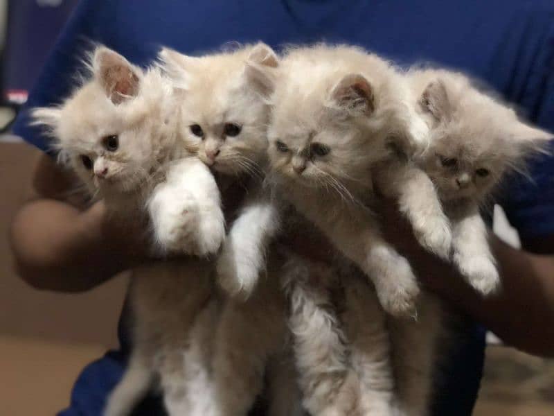 persian kittens for sale 2