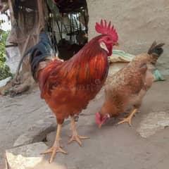 golden misri egg laying hens