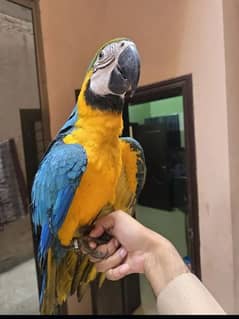 blue and gold macaw