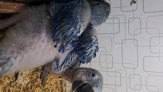 African Grey and Blue n Gold Macaw Chicks available.