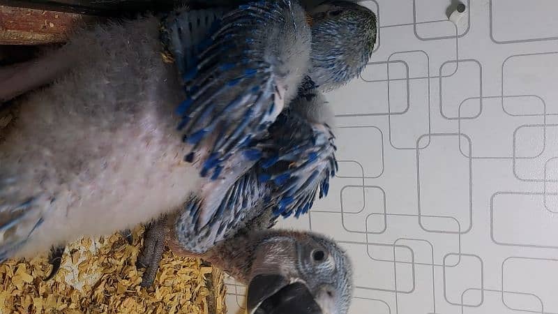 African Grey and Blue n Gold Macaw Chicks available. 0