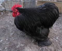 bantam