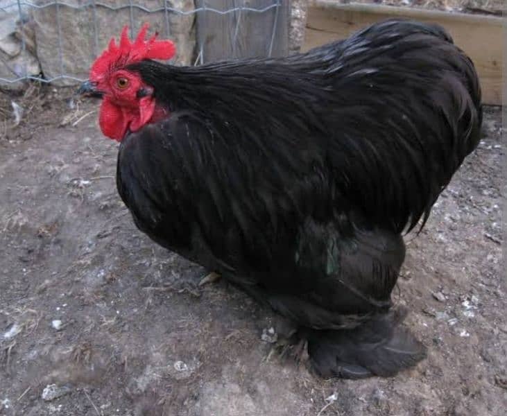 bantam chickens For sale 0