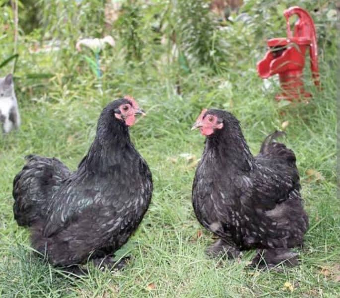 bantam chickens For sale 1