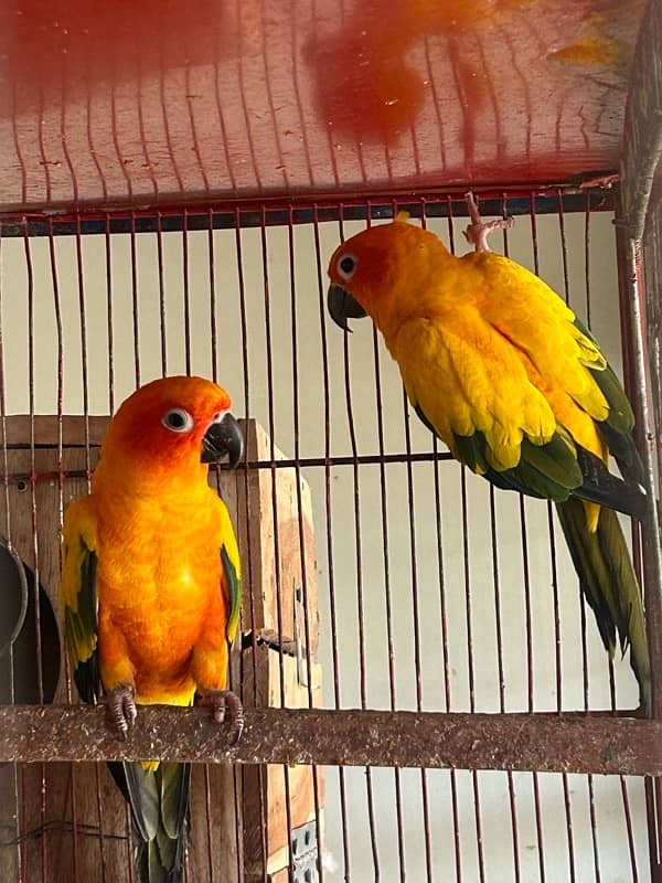 Sunconure pair with dna breeder 0