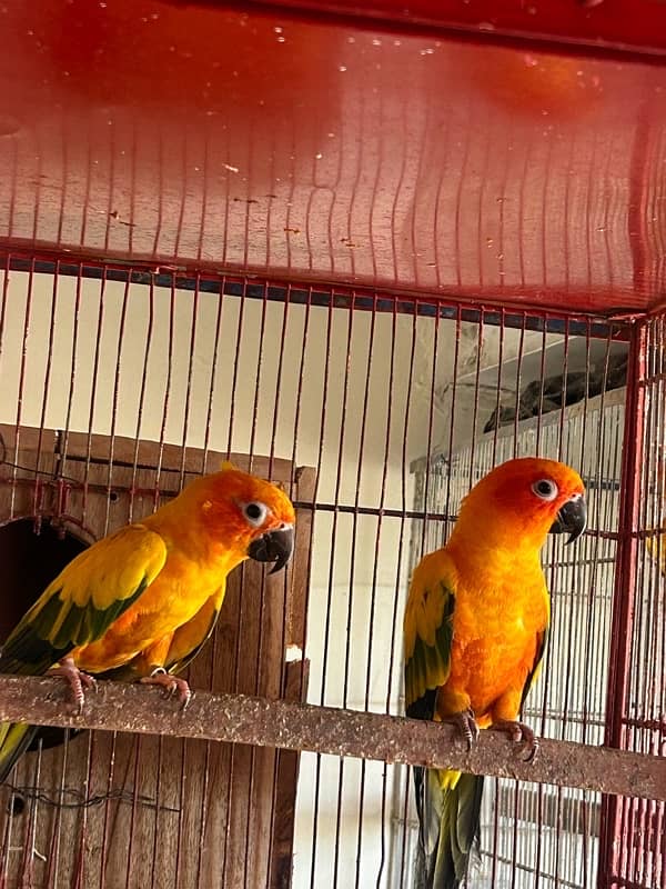 Sunconure pair with dna breeder 1