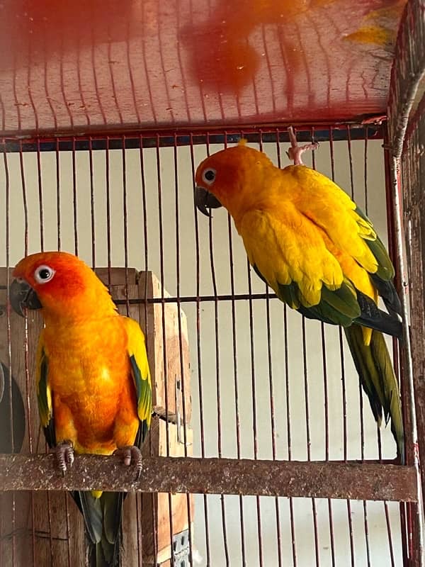 Sunconure pair with dna breeder 2