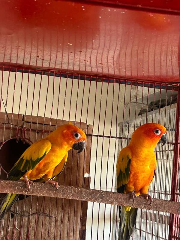 Sunconure pair with dna breeder 3