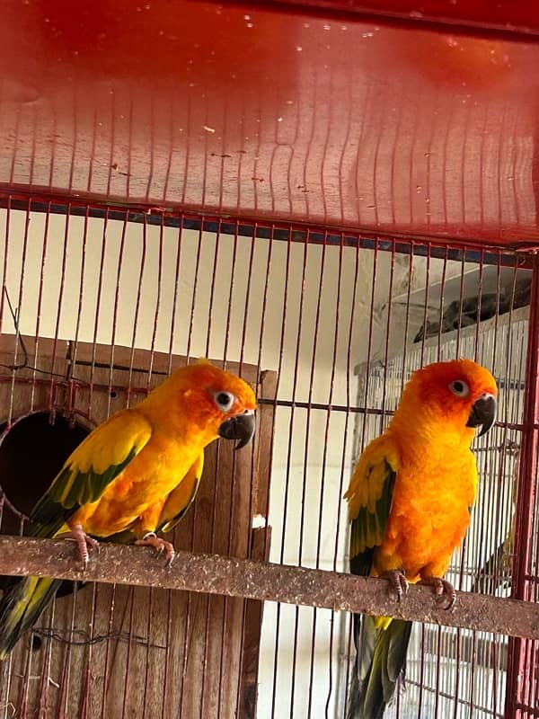 Sunconure pair with dna breeder 4